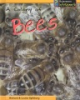 A_colony_of_bees