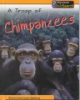 A_troop_of_chimpanzees